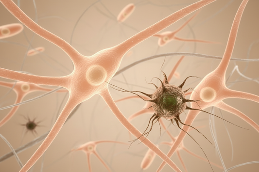 Cellules zombies et vieillissement cutané : une fatalité?